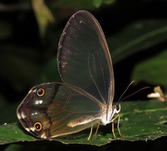 Haetera piera