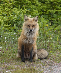 Vulpes vulpes deletrix