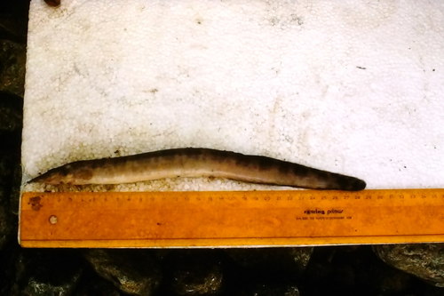 Tanganyika spiny eel (Mastacembelus ellipsifer) — Mastacembelidae — 2