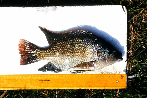 Tanganyika tilapia (Oreochromis tanganicae) — Cichlidae — 3