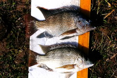 Oreochromis tanganicae