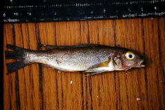 Neolamprologus cunningtoni