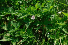 Geranium sibiricum