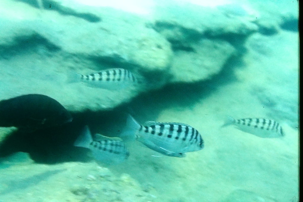 Dardenne's cichlid (Limnotilapia dardennii) — Cichlidae