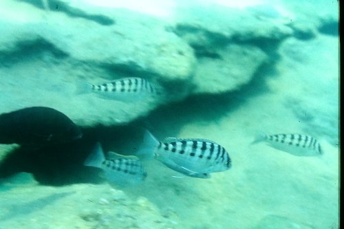 Dardenne's cichlid (Limnotilapia dardennii) — Cichlidae