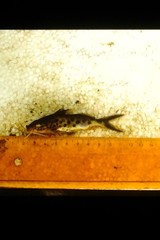 Synodontis multipunctatus