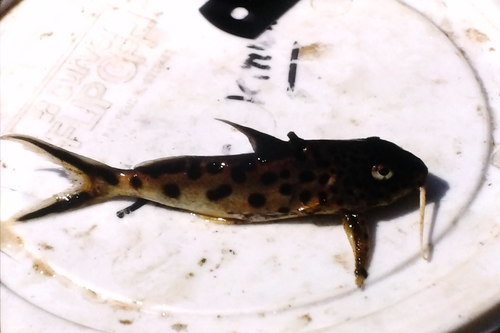 Cuckoo catfish (Synodontis multipunctatus) — Mochokidae — 3