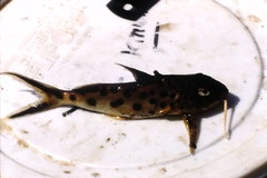 Synodontis