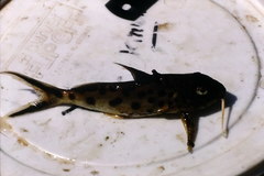 Synodontis