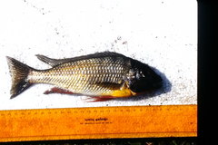 Limnotilapia dardennii