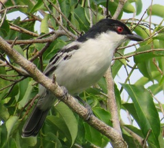 Dryoscopus cubla hamatus