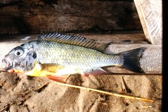 Limnotilapia dardennii