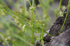 Galium gaudichaudii