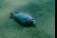 Limnotilapia dardennii