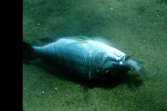 Limnotilapia dardennii