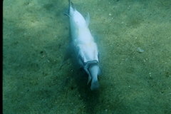 Limnotilapia dardennii