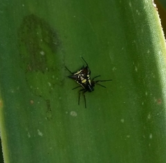 Micrathena schenkeli