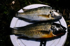Limnotilapia dardennii