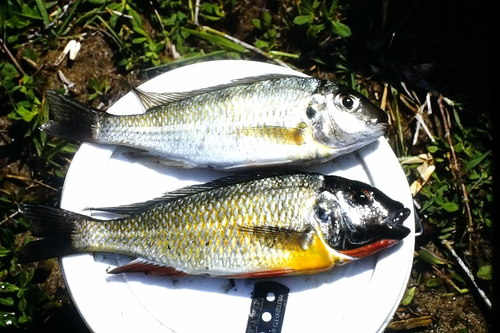 Dardenne's cichlid (Limnotilapia dardennii) — Cichlidae — 3