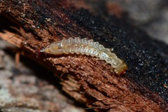 Platisus angusticollis