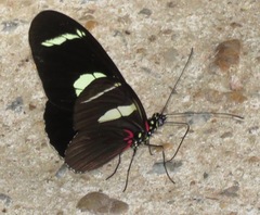 Heliconius wallacei