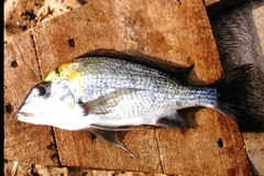 Tylochromis polylepis