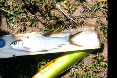 Labeobarbus leleupanus