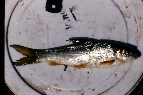 Tanganyika algae-eater (Acapoeta tanganicae) — Cyprinidae — 4