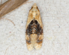 Cochylis bucera