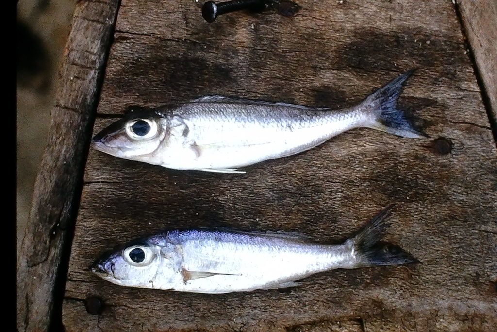 Lemaire's cichlid (Grammatotria lemairii) — Cichlidae