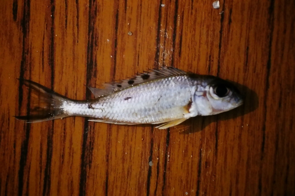 Ornatefin sanddweller (Xenotilapia ornatipinnis) — Cichlidae