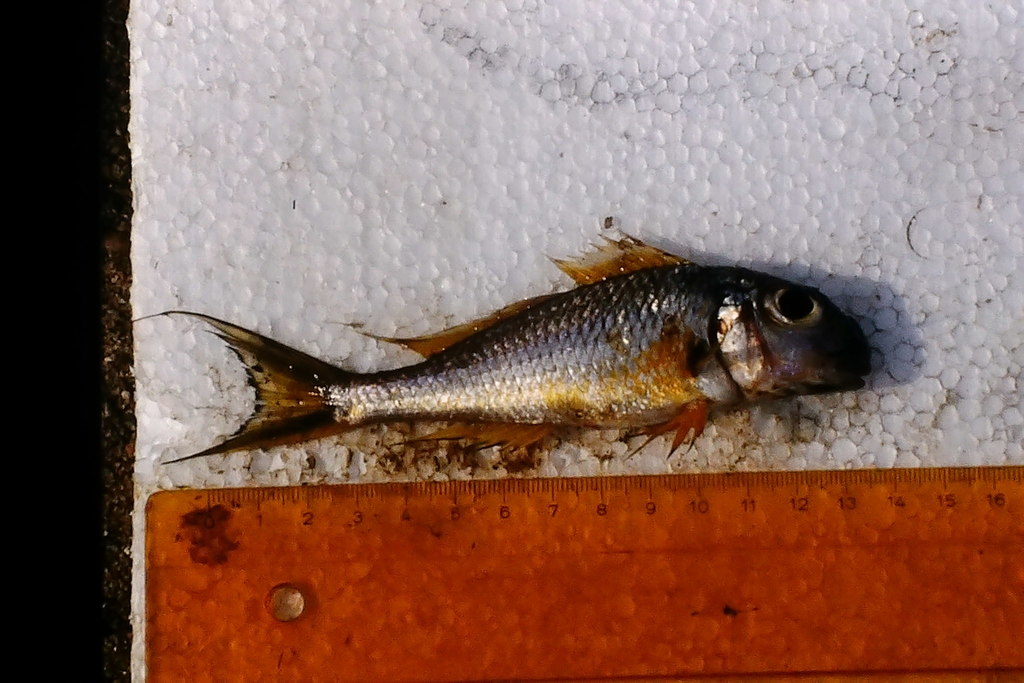 Xénotilapia à joues dorées (Xenotilapia ochrogenys)