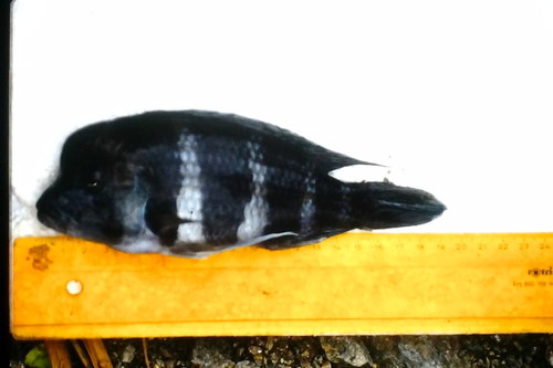 Cyphotilapia frontosa