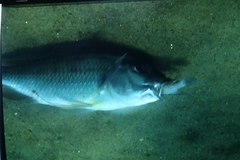 Limnotilapia dardennii