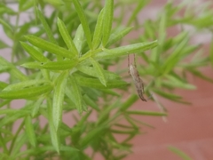 Uloborus walckenaerius