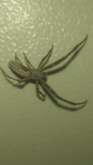 Uloborus walckenaerius