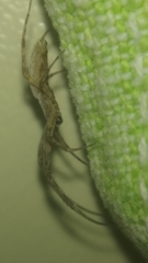 Uloborus walckenaerius