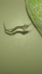 Uloborus walckenaerius