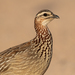 Crested Francolin - Photo (c) Ákos Lumnitzer, some rights reserved (CC BY-NC), uploaded by Ákos Lumnitzer