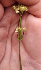 Valeriana californica