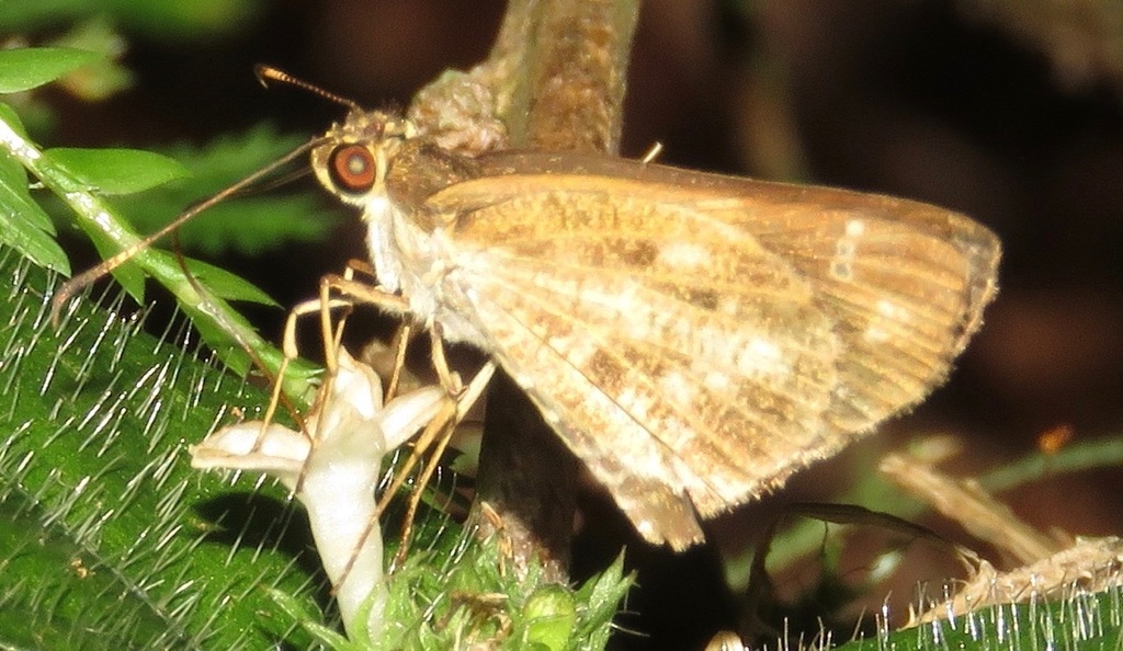 Psoralis arva