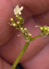 Valeriana californica