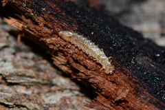 Platisus angusticollis