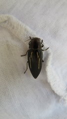Buprestis dalmatina