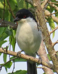 Dryoscopus cubla hamatus