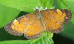 Mazia amazonica