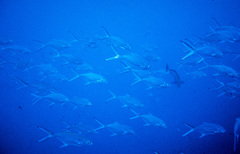 Trachinotus baillonii