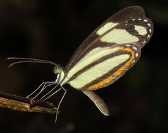 Moschoneura pinthous