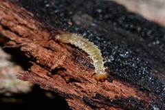 Platisus angusticollis