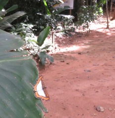 Nymphidium caricae